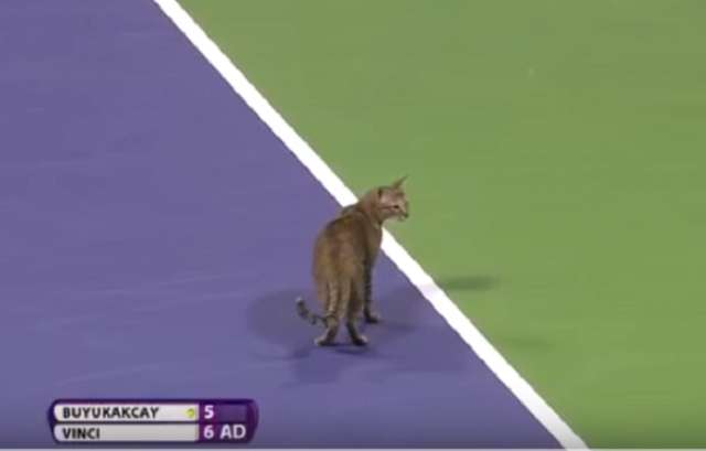 Un chat fait irruption en plein match sur le court de tennis - VIDEO